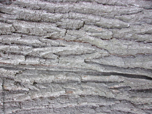 the texture of an old tree. grey oak bark.