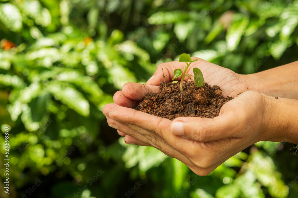 A seedling is a young plant developing out of a plant embryo from a seed. Seedling development starts with germination of the seed. Here is a young plant in the farmers hand in focus. A seedling is a young plant developing out of a plant embryo from a seed. Seedling development starts with germination of the seed. Here is a young plant in the farmers hand in focus.
