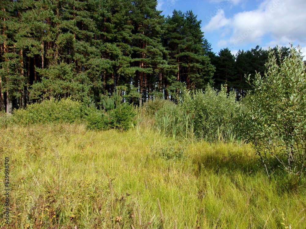 water meadows. pine trees. photo wallpapers.