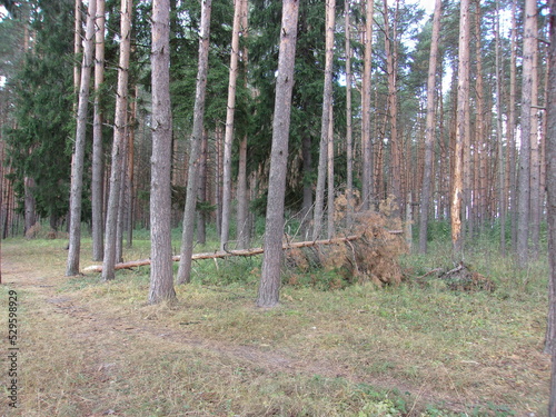 pine forest. an old tree. photo wallpapers.