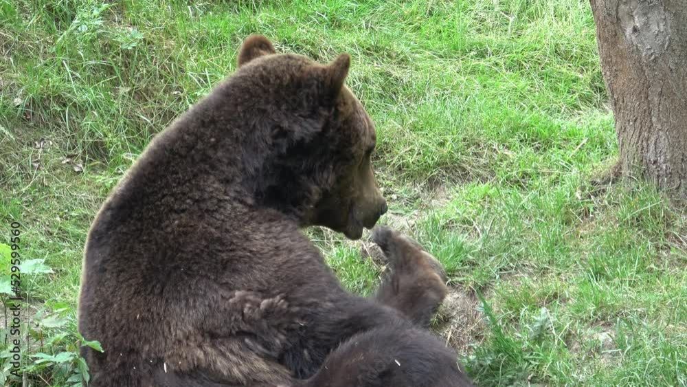 Brown bear in the forest
