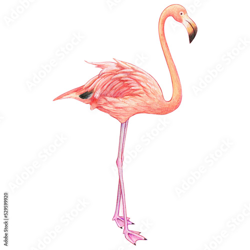 Watercolor beautiful realistic pink flamingo