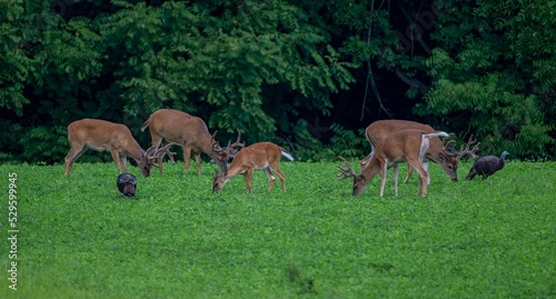 Beautiful shot of small herd of white-tailed deer and wild turkeys grazing on green grass