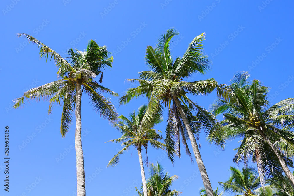 Palm tree at Puka Shell Beach, Boracay Island, Philippine Palm tree at Puka Shell Beach, Boracay Island, Philippine