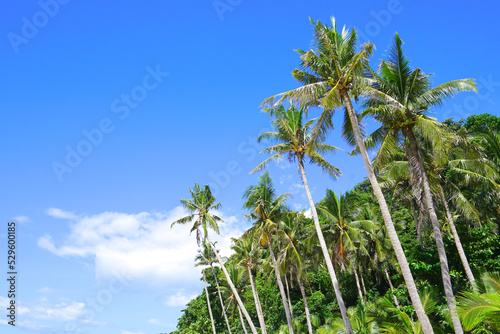 Wallpaper Mural Palm tree at Puka Shell Beach, Boracay Island, Philippine Torontodigital.ca