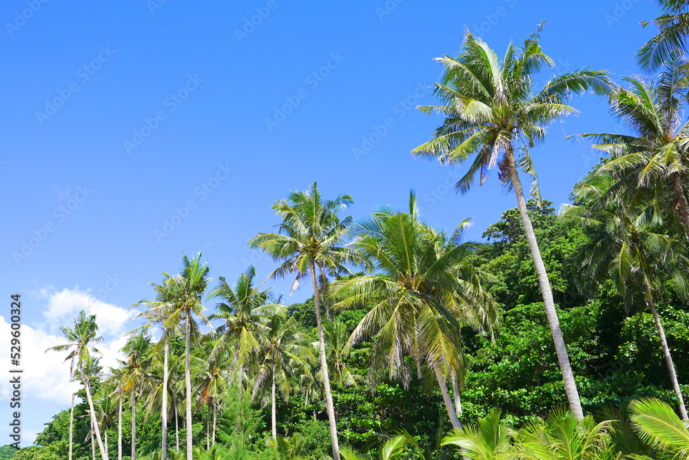 Naklejka premium Palm tree at Puka Shell Beach, Boracay Island, Philippine