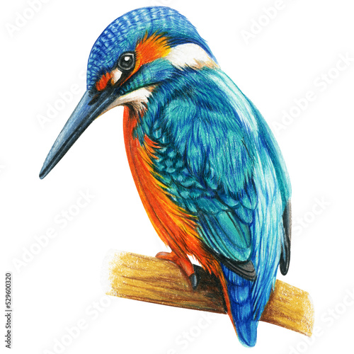 kingfisher hand drawn bird watercolor colored pencils