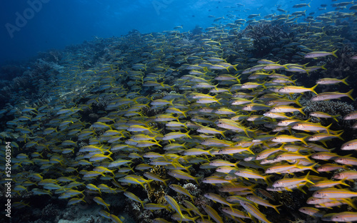 A large school of Yellowfin goatfish (Mulloidichthys vanicolensis) swimming together over the reef filling the frame