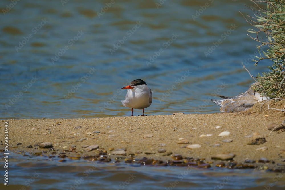 Common Tern (Sterna hirundo) perched on the sand by the water Common Tern (Sterna hirundo) perched on the sand by the water