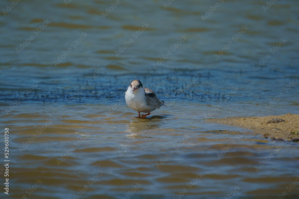 Common Tern (Sterna hirundo) perched on the sand by the water