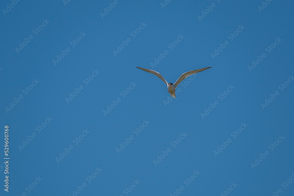 Common Tern (Sterna hirundo) flying in the blue sky Common Tern (Sterna hirundo) flying in the blue sky