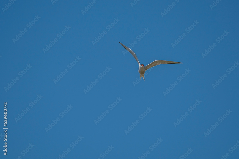 Common Tern (Sterna hirundo) flying in the blue sky Common Tern (Sterna hirundo) flying in the blue sky