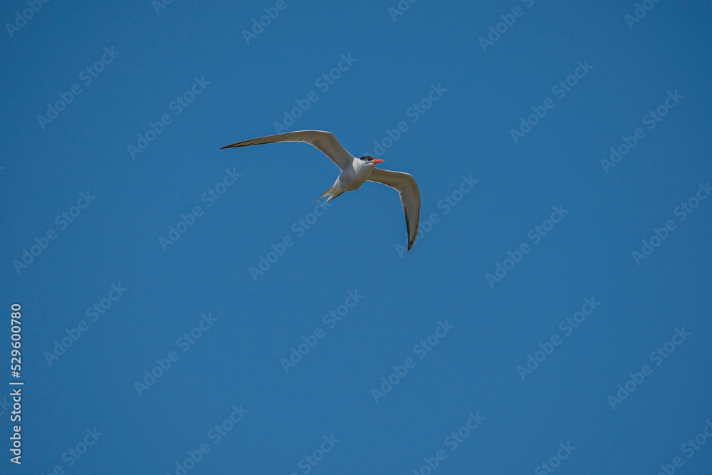 Common Tern (Sterna hirundo) flying in the blue sky Common Tern (Sterna hirundo) flying in the blue sky