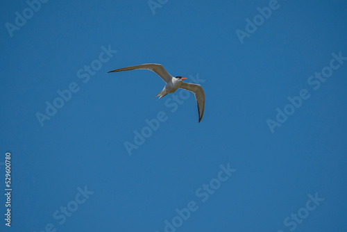 Common Tern  Sterna hirundo  flying in the blue sky