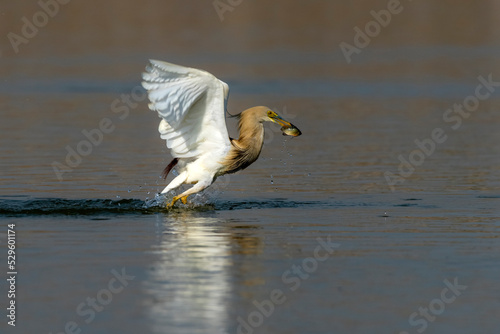 bird with prey, pond heron with preyed fish , Indian pond heron diving for hunting fish, The Indian pond heron or paddybird is a small heron. It is of Old World origins, breeding in south Asia  © Tariq