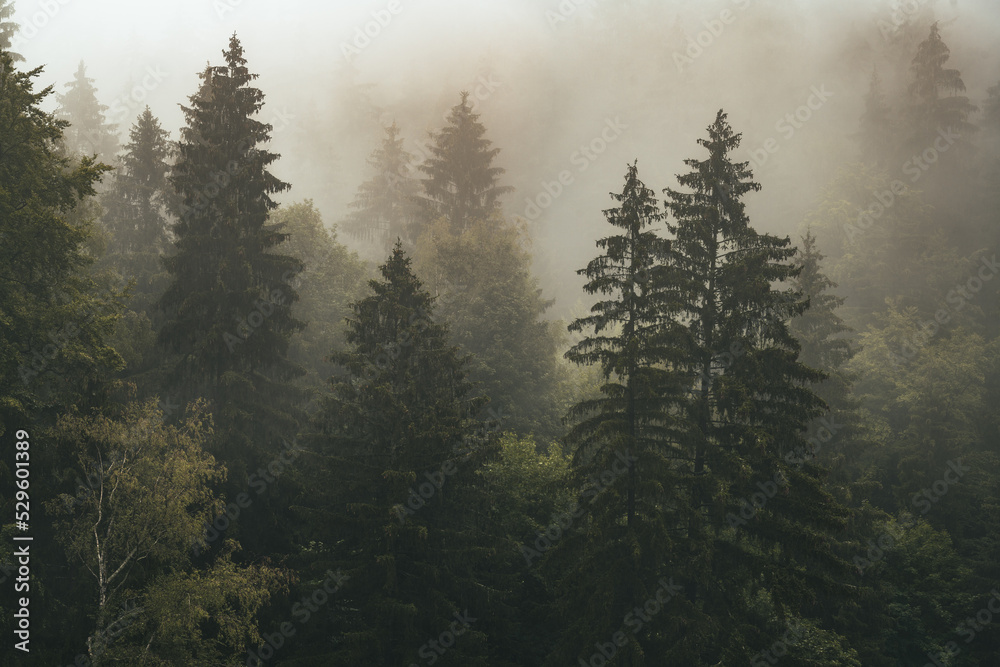 drzewa we mgle