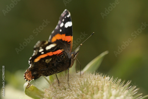 red admiral butterfly photo