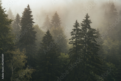 Naklejka drzewa we mgle