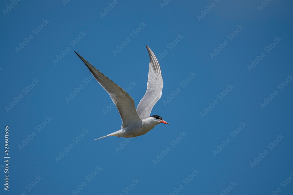 Common Tern (Sterna hirundo) flying in the blue sky Common Tern (Sterna hirundo) flying in the blue sky