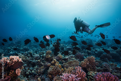 A scuba diver swimming over the vibrant reef holding an action camera looking at a school of fish in the distance