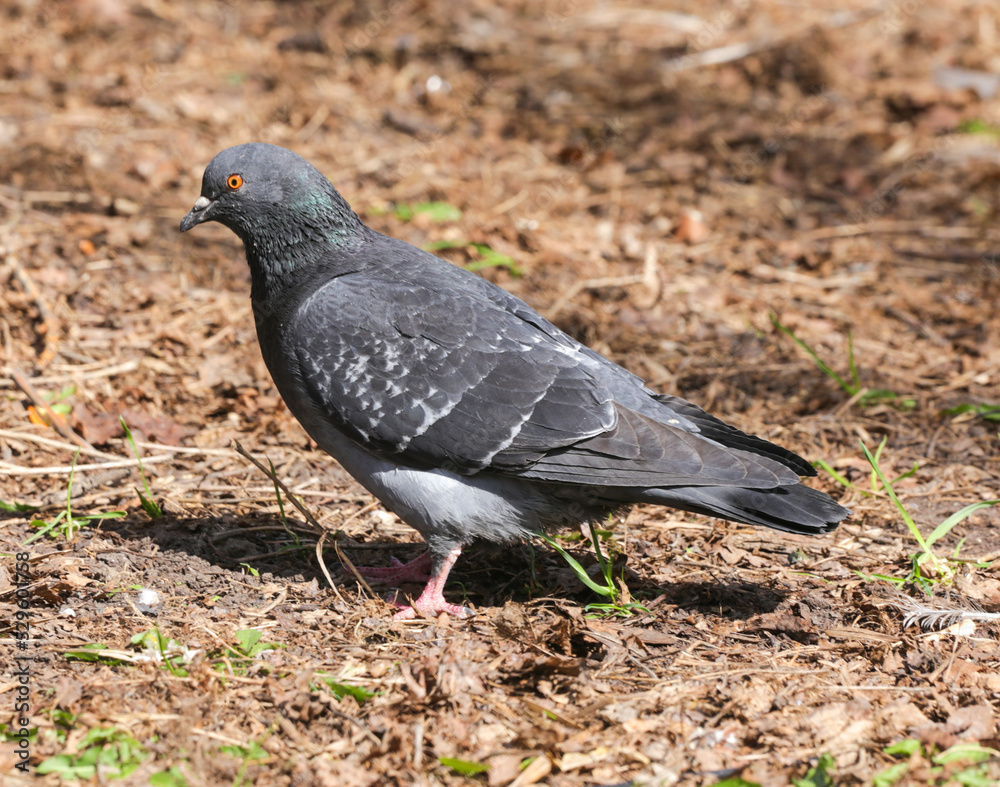 Adult, blue pigeon in the park on the grass close-up on a sunny day. A pigeon on the grass in the park on a spring day. Animals and birds in an urban environment. Nature. Adult, blue pigeon in the park on the grass close-up on a sunny day. A pigeon on the grass in the park on a spring day. Animals and birds in an urban environment. Nature.