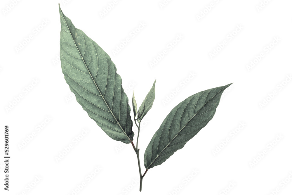 Green leaf Cananga odorata Green leaf Cananga odorata