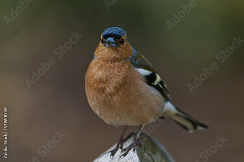 Fotografia Male chaffinch