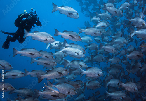 An underwater photographer taking pictures of a large school of Snapper fish