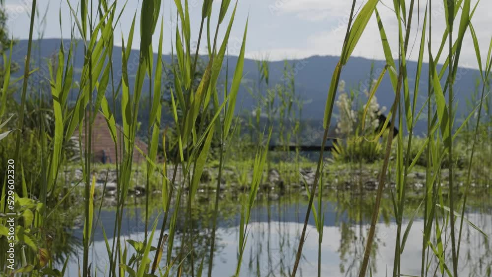 Grashalme vor Natur Teich Grashalme vor Natur Teich
