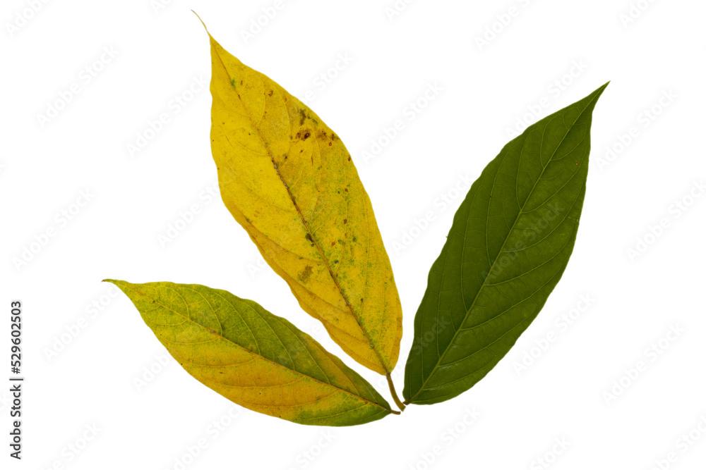 Green leaf Cananga odorata Green leaf Cananga odorata