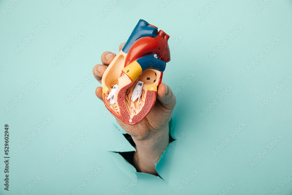 Hand holding heart organ through a hole in a blue background - obrazy, fototapety, plakaty 