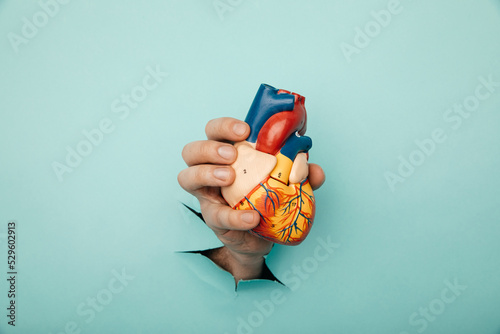 Hand holding heart organ through a hole in a blue background photo