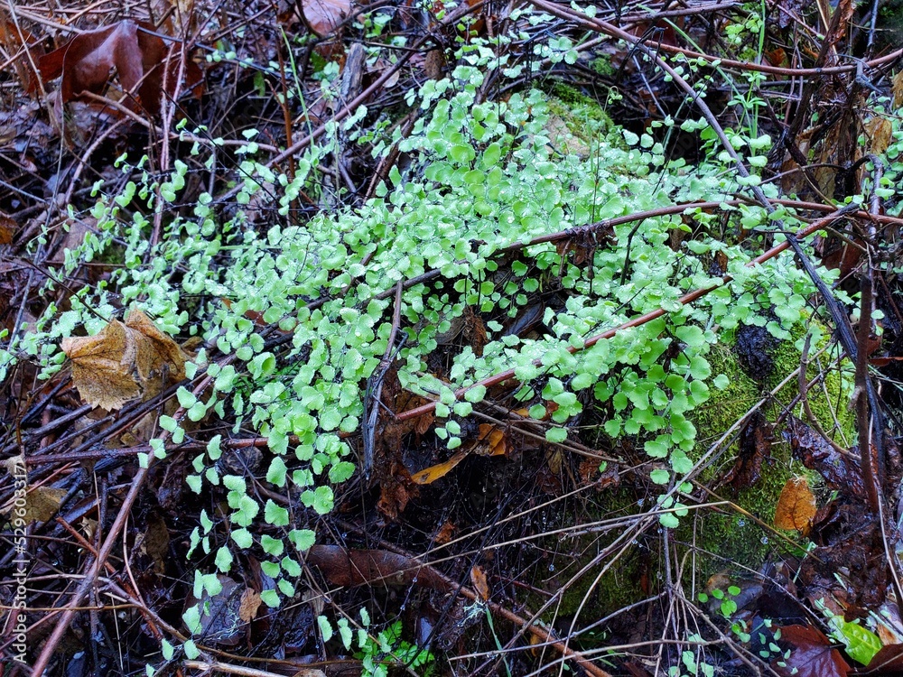 Fototapeta premium autumn leaves in the forest