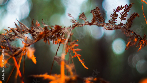 Macro de feuilles de fougère aux teintes orangées, photographiées pendant le crépuscule