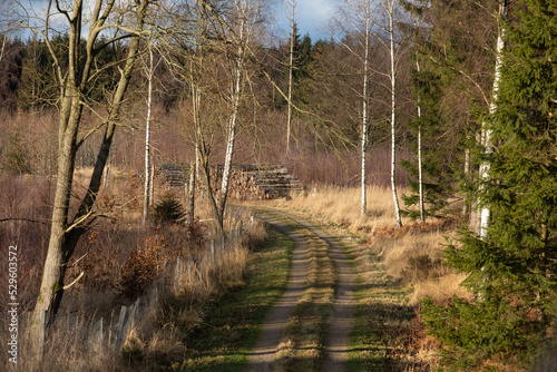 Gribskov in Denmark near Kagerup in winter 2019 photo
