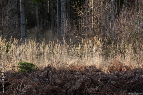 Gribskov in Denmark near Kagerup in winter 2019 photo