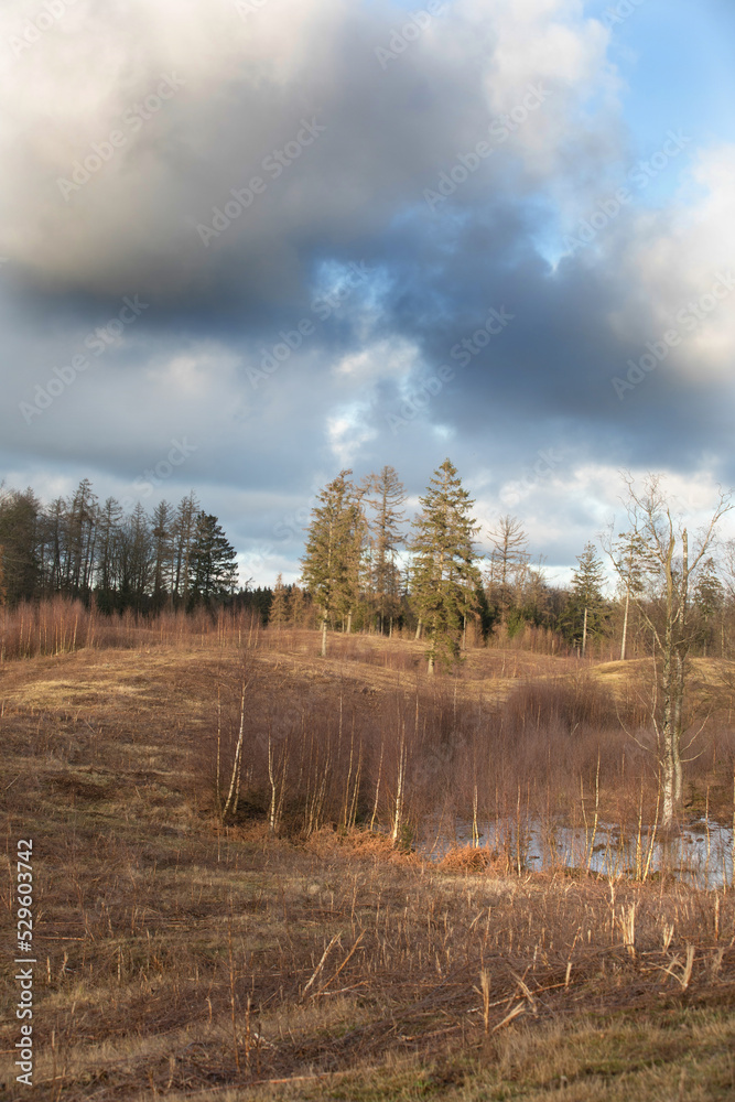 Gribskov in Denmark near Kagerup in winter 2019 Gribskov in Denmark near Kagerup in winter 2019