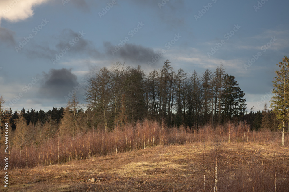 Obraz premium Gribskov in Denmark near Kagerup in winter 2019