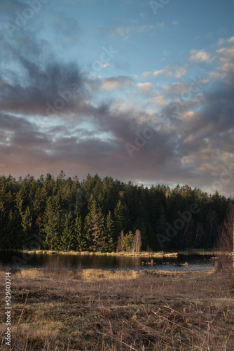Gribskov in Denmark near Kagerup in winter 2019 photo