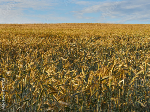 Beer barley lit by the sun. A field with cereals. photo