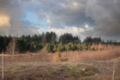 Gribskov in Denmark near Kagerup in winter 2019 photo