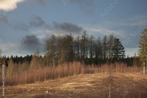 Gribskov in Denmark near Kagerup in winter 2019 photo