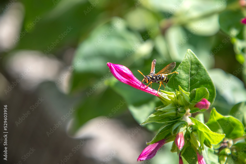 Close up of one danger wasp. Blurred background Close up of one danger wasp. Blurred background