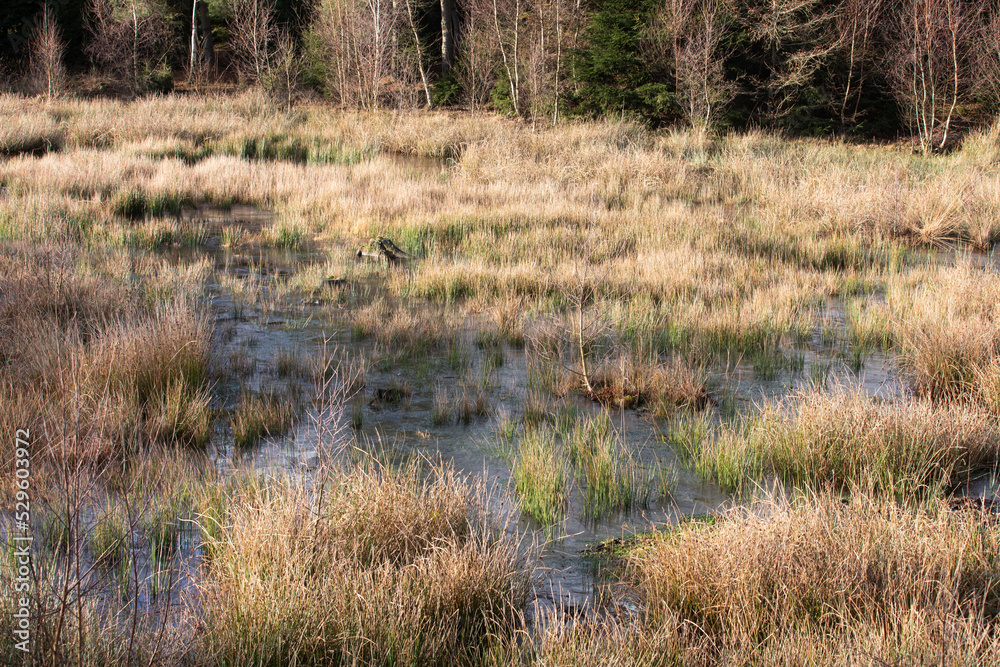 Gribskov in Denmark near Kagerup in winter 2019 Gribskov in Denmark near Kagerup in winter 2019