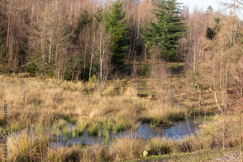 Gribskov in Denmark near Kagerup in winter 2019 Gribskov in Denmark near Kagerup in winter 2019