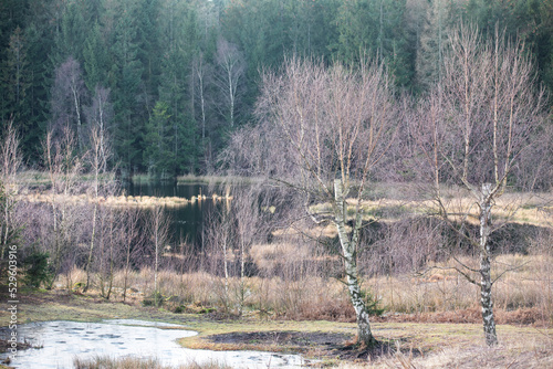 Gribskov in Denmark near Kagerup in winter 2019 photo