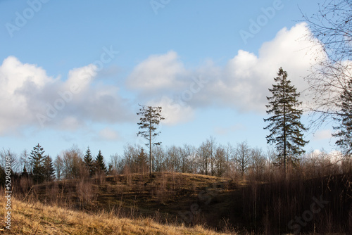 Gribskov in Denmark near Kagerup in winter 2019 photo
