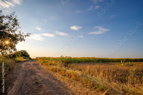 Sun between the branches of the country road at the and of a day