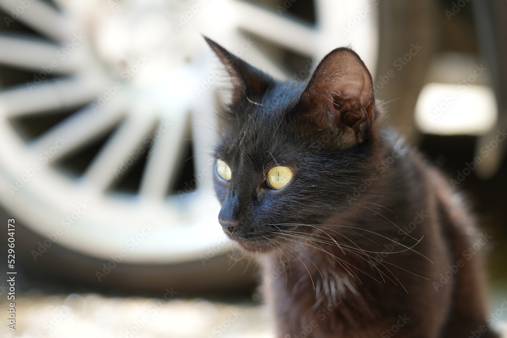 Portrait of a black cat.
