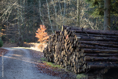 Gribskov in Denmark near Kagerup in winter 2019 photo